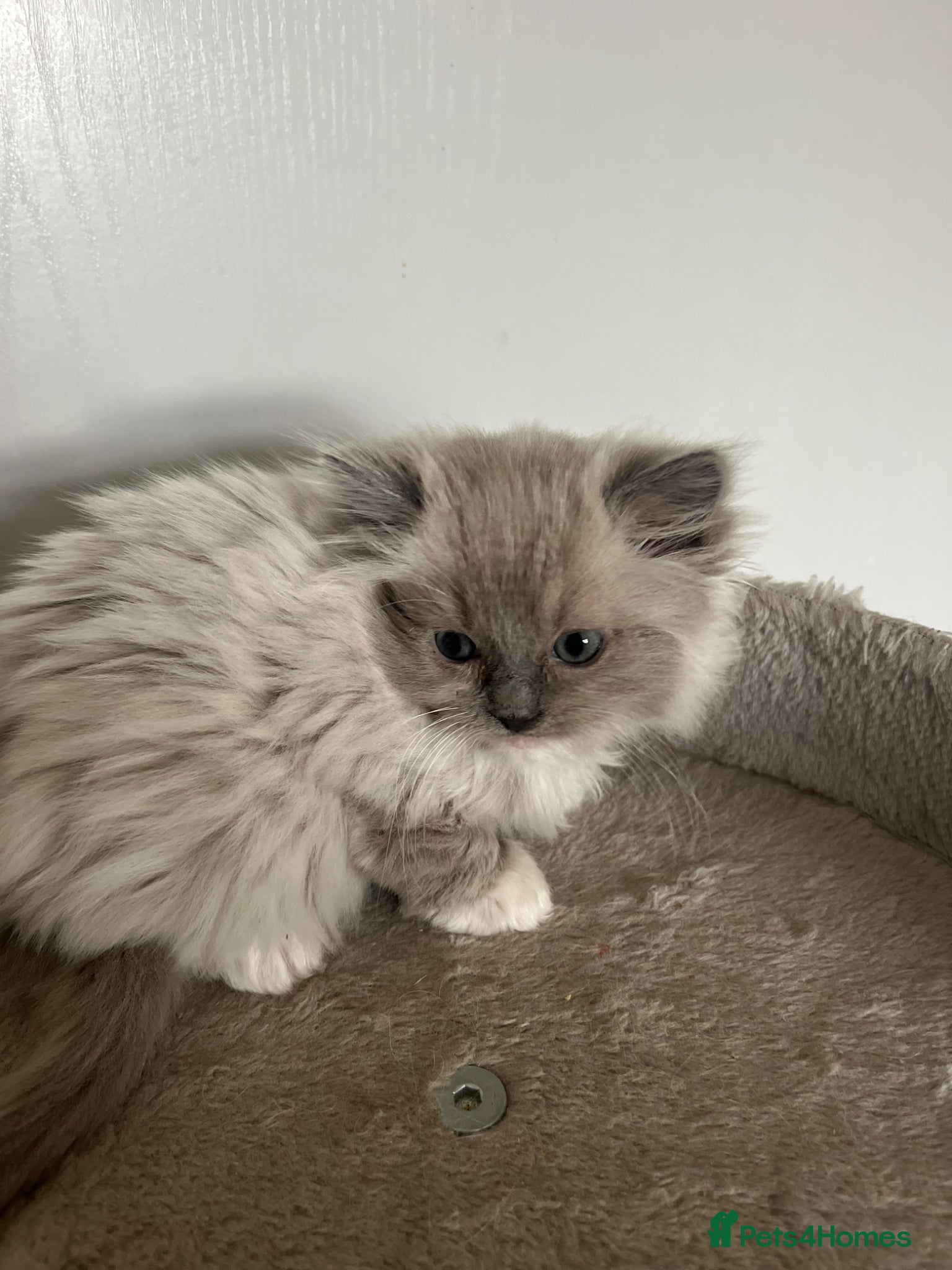 Ragdoll cats Gorgeous Cherubim ragdoll kittens  - Advert 15