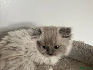 Ragdoll cats Gorgeous Cherubim ragdoll kittens - Advert 15