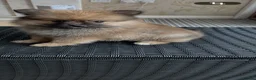 Pomeranian dogs for sale: Pomeranian  - Advert 23