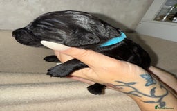 Mixed Breed dogs for sale: chunky litter of French bulldog cross cockapoo - Advert 19