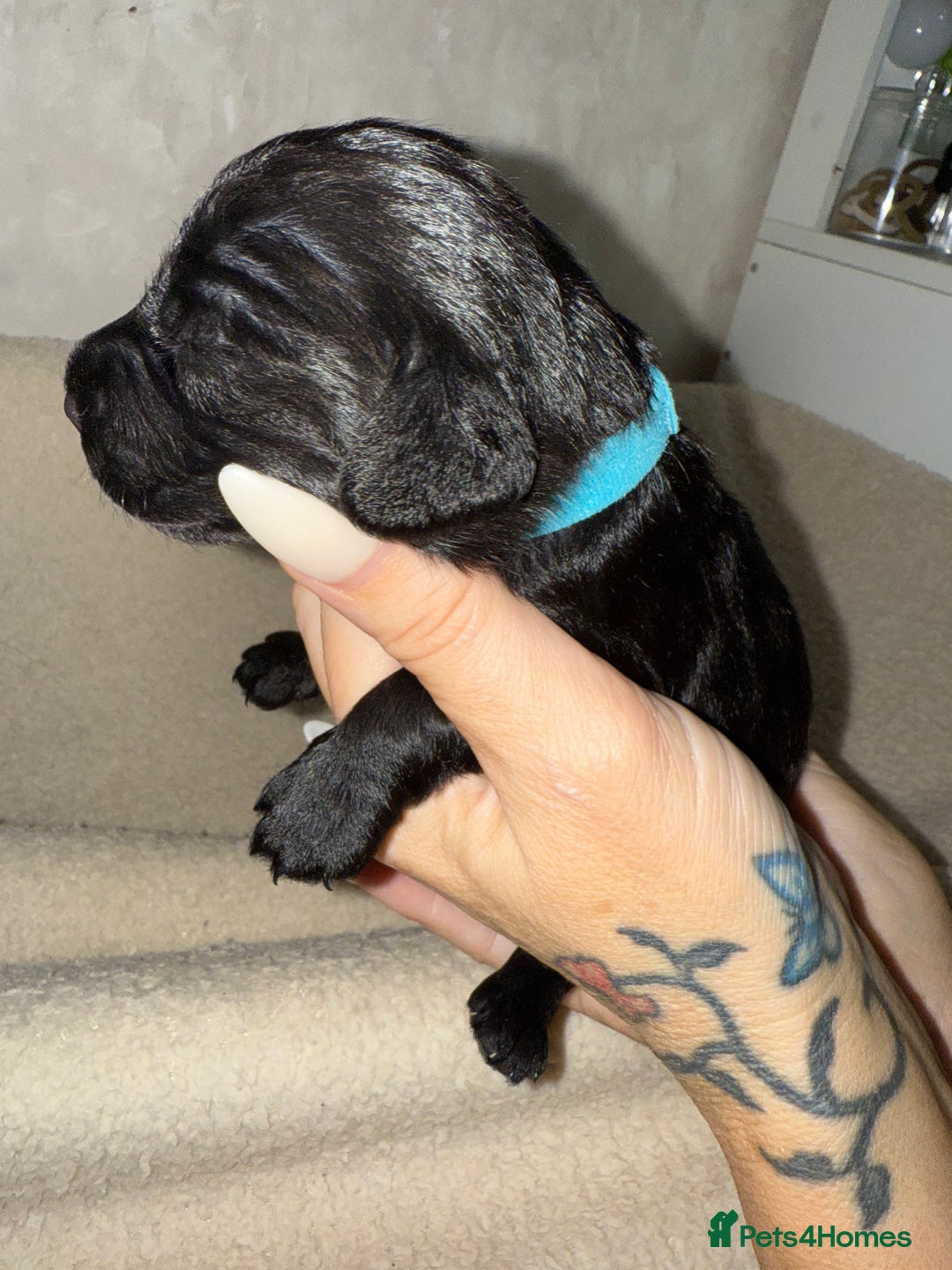 Mixed Breed dogs for sale: chunky litter of French bulldog cross cockapoo - Advert 19