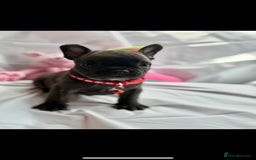 French Bulldog dogs for sale: French bulldog puppies - Image 7
