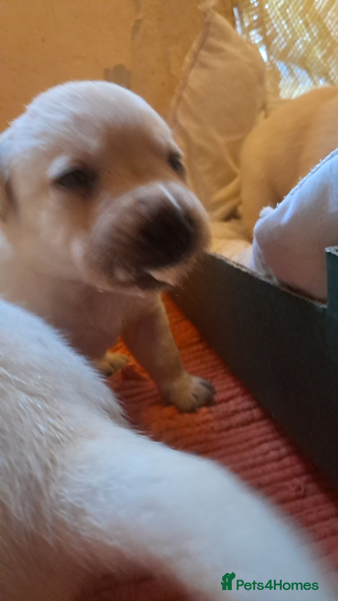 Labrador Retriever dogs for sale: KC Labrador girls - Advert 7