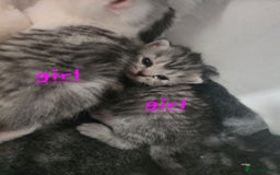 Persian cats for sale: Persian x fluffy kittens  - Image 13