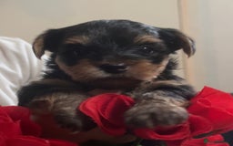 Yorkshire Terrier dogs for sale: yorkshire terrier pups - Image 6