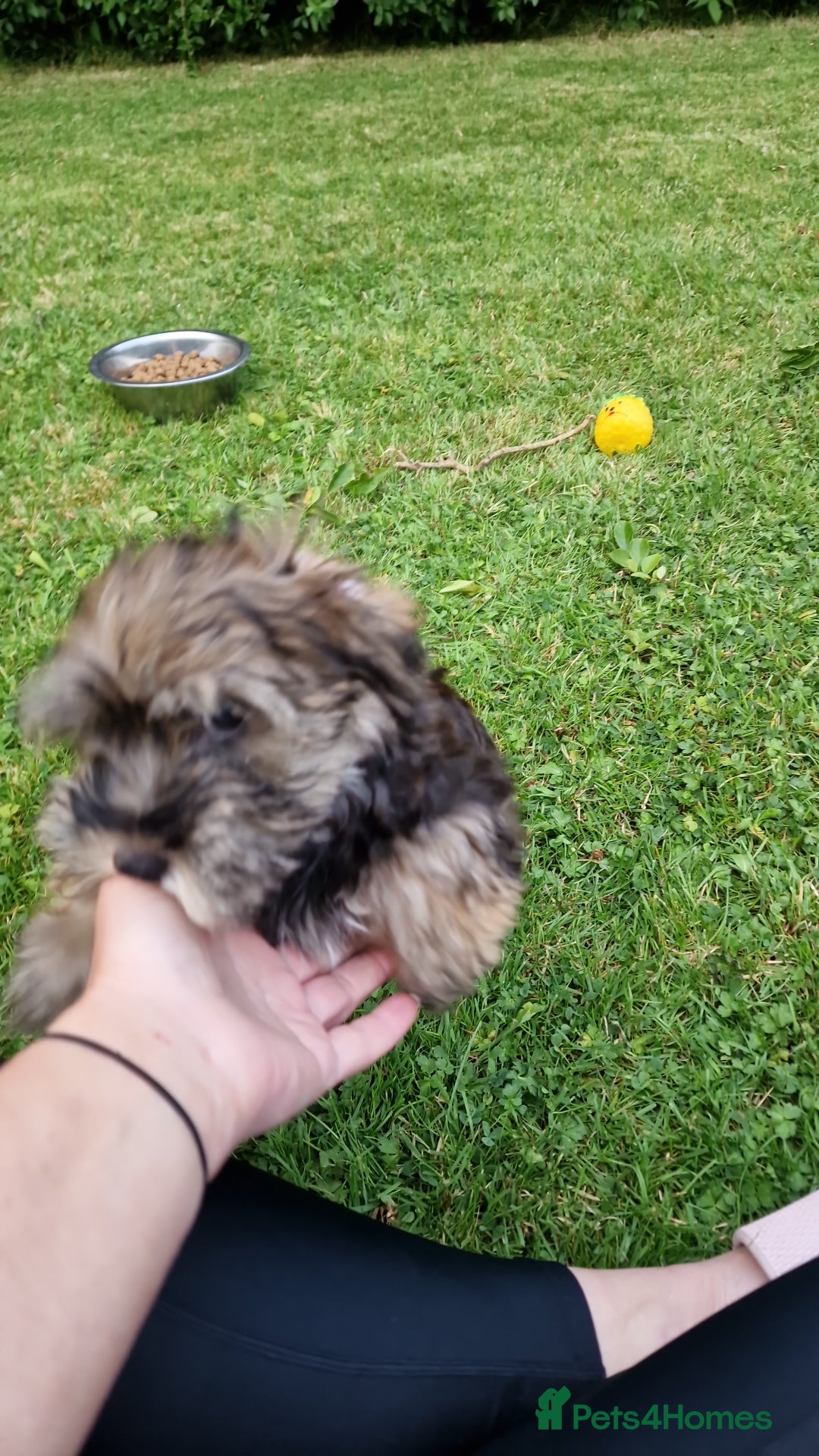 Havanese dogs for sale: Havanese  - Image 8