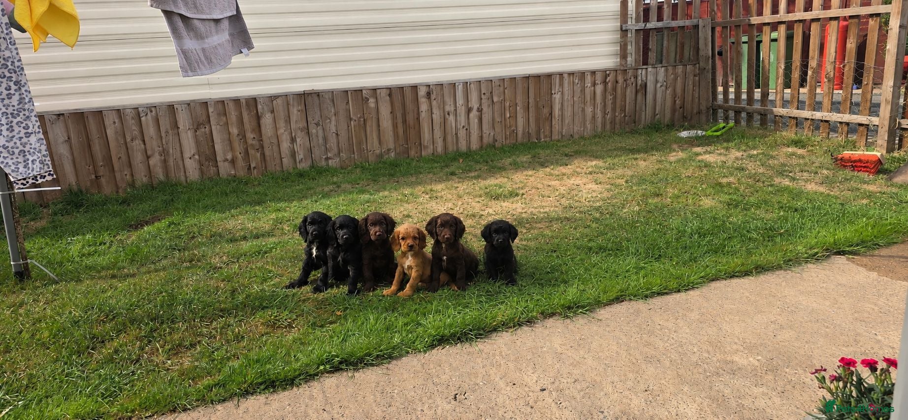 Sprocker dogs Sprocker Spaniels - Advert 1