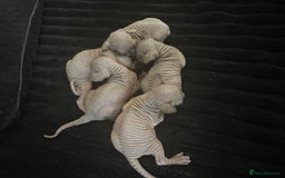Sphynx cats for sale: Sphynk - Image 3