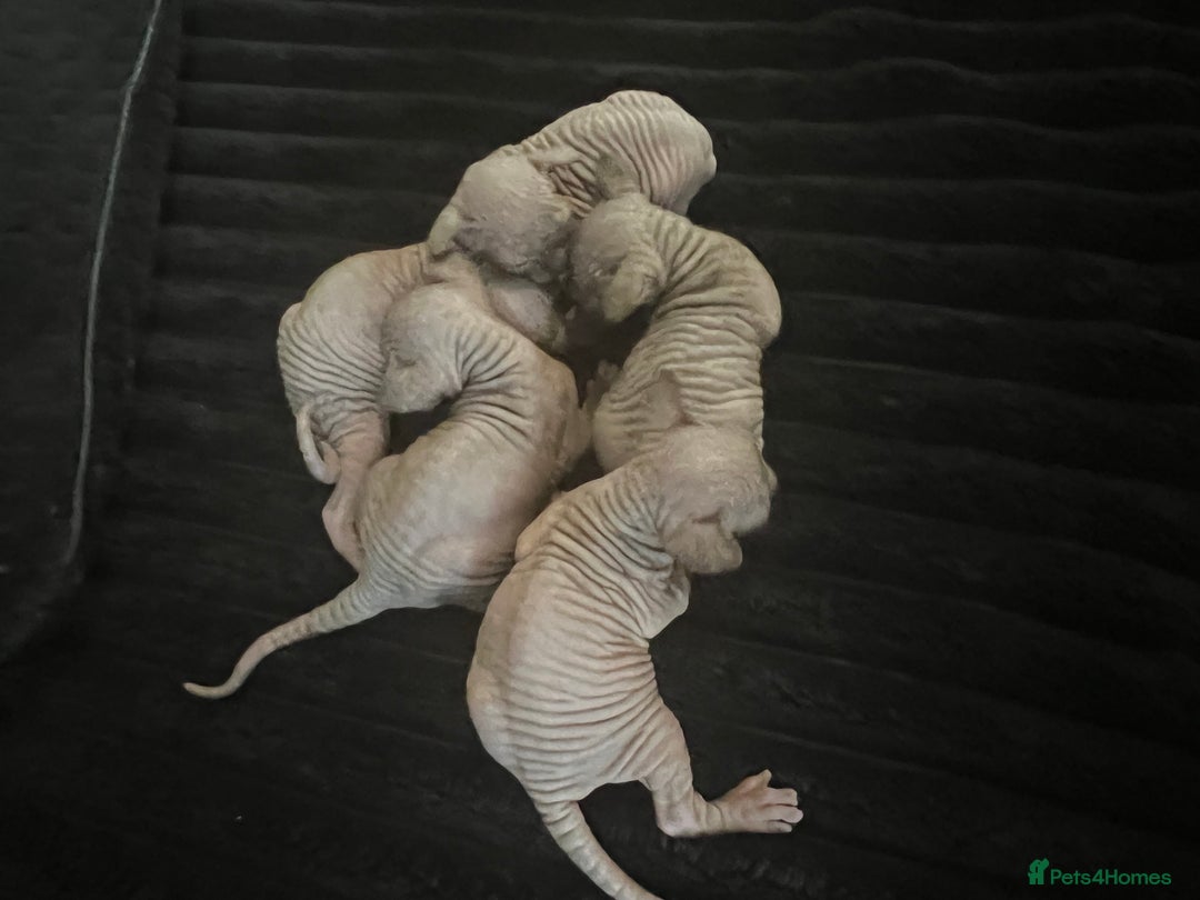 Sphynx cats for sale: Sphynk - Image 3