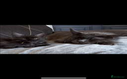 Maine Coon cats for sale: Precious little babies ❤️💙 - Image 10