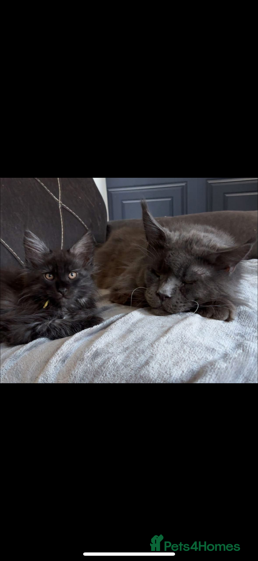 Maine Coon cats for sale: Precious little babies ❤️💙 - Image 10