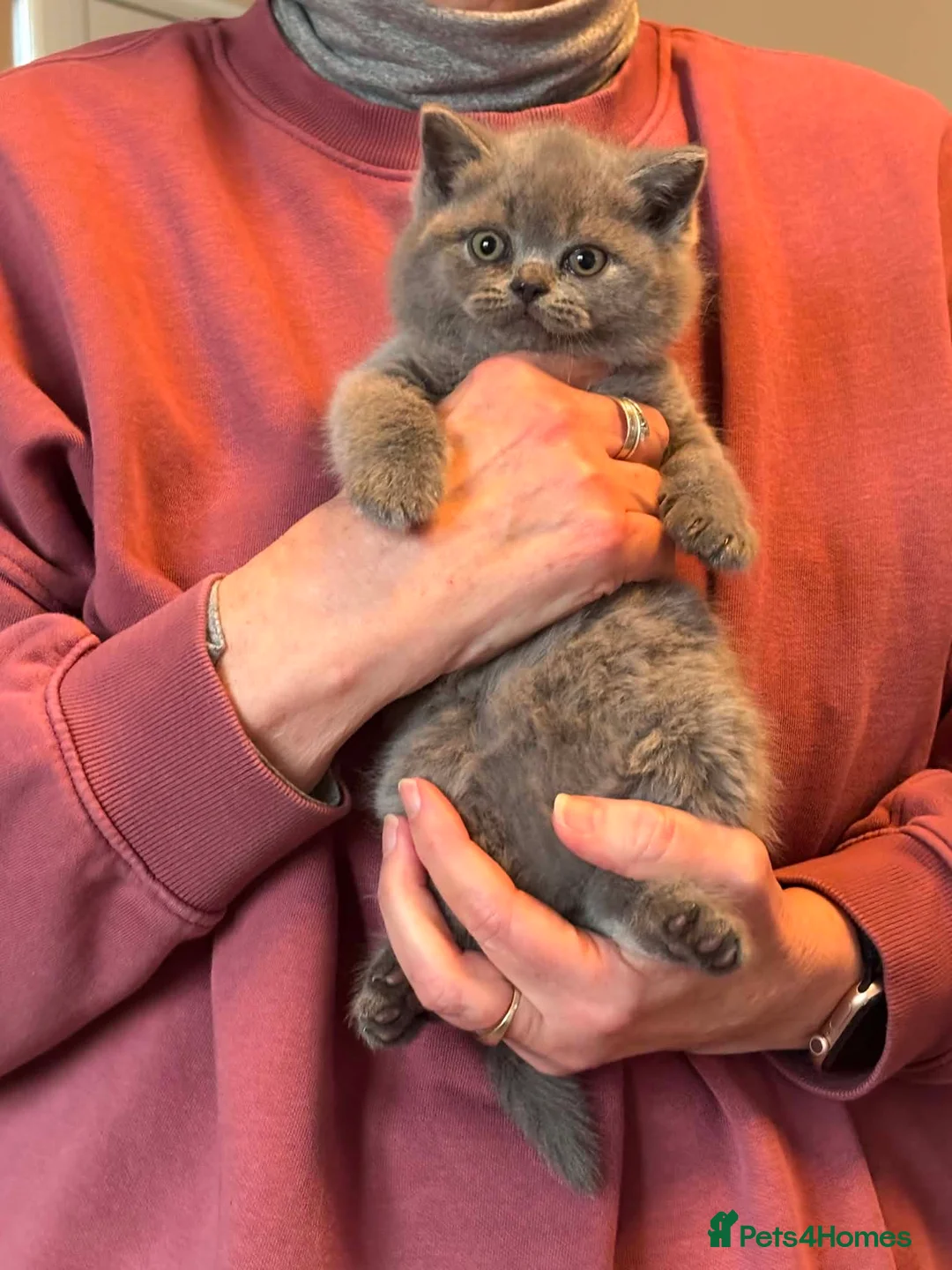 British Shorthair cats for sale: Beautiful chunky British shorthair - Advert 1