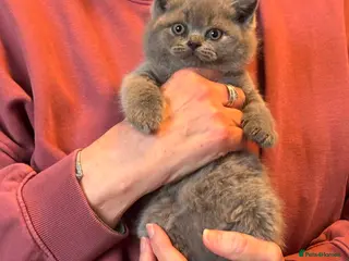 British Shorthair cats Ready 6th July beautiful chunky British shorthair - Advert 1