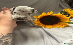 Great Dane dogs for sale: KC Registered Great Dane Puppies. - Image 13