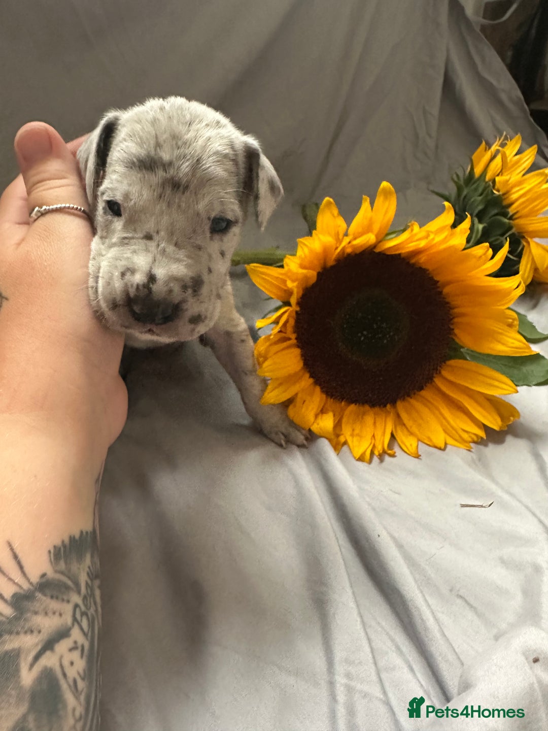 Great Dane dogs for sale: KC Registered Great Dane Puppies. - Image 13