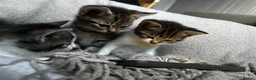 Mixed Breed cats for sale: 💕Beautiful kittens looking for loving homes💕 - Advert 22