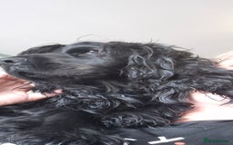 Sprocker dogs for sale: Sprocker spaniel puppies ready now - Image 7