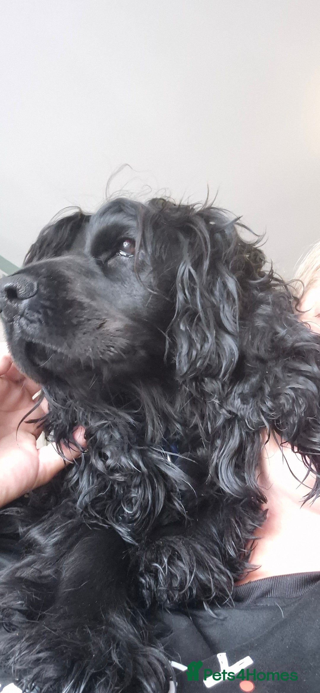 Sprocker dogs for sale: Sprocker spaniel puppies ready now - Image 7