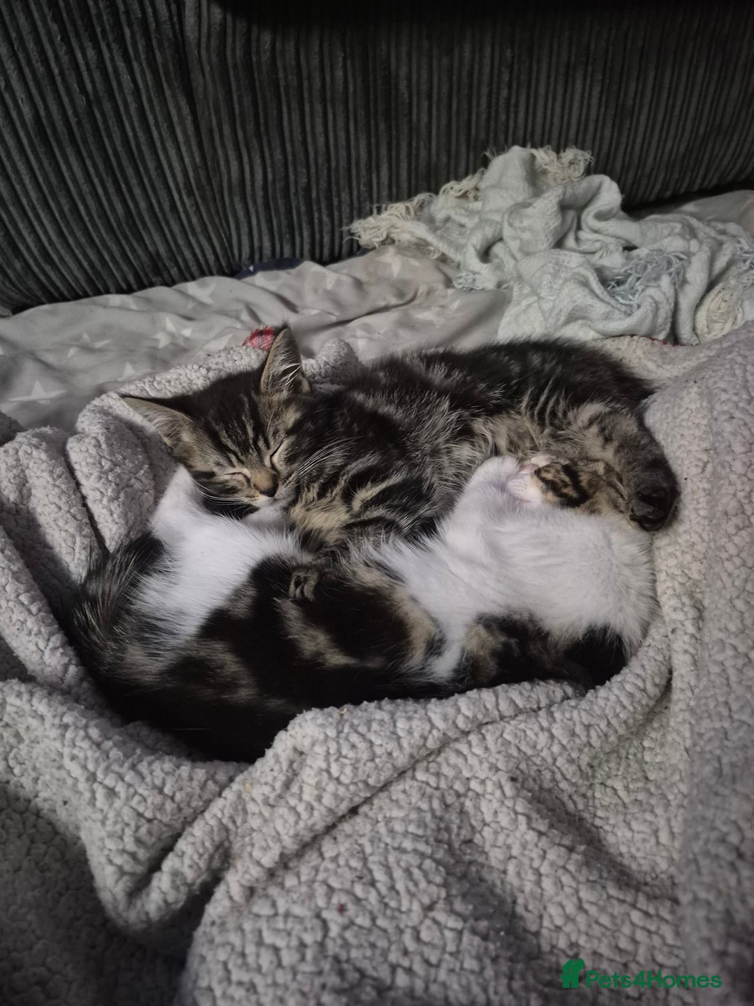 Maine Coon cats for sale: 💥💥 reduced 1 male left Mainecoon x domestic💥💥  - Advert 17