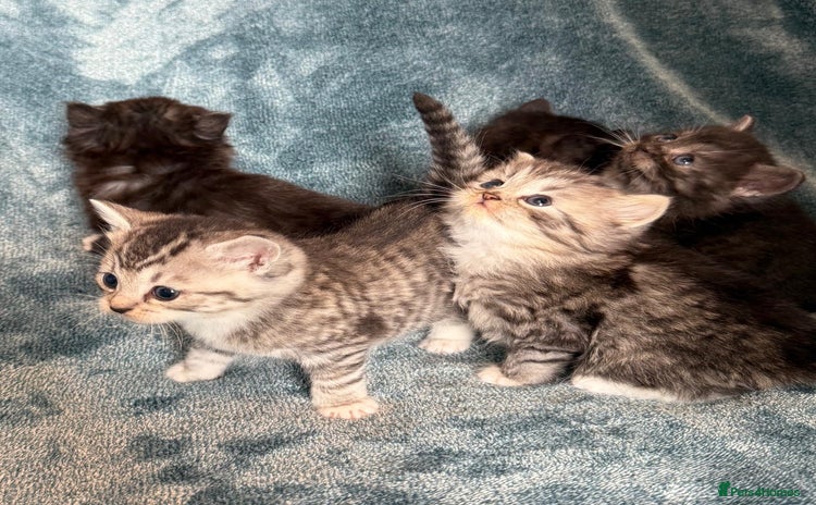 Persian cats - Advert 1