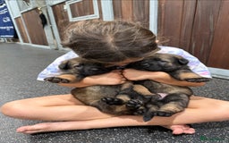 German Shepherd dogs for sale: Part of our family ♥️ - Image 10