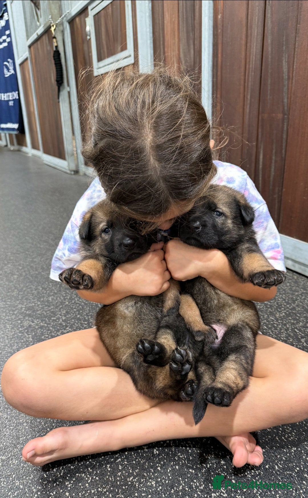 German Shepherd dogs for sale: Part of our family ♥️ - Image 10