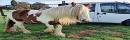 Irish Cob horses for sale: Foxy ride and drive cobs  in Norwich - Advert 5