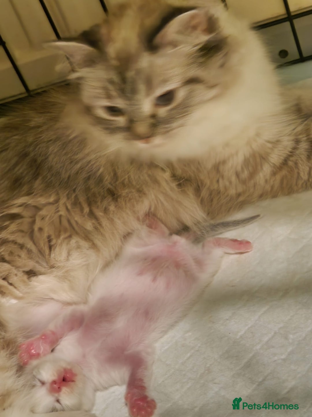 Ragdoll cats for sale: Gccf tica register kittens - Advert 16