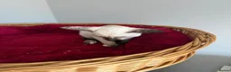 Siamese cats for sale:  Gccf registered Siamese’s  - Advert 15
