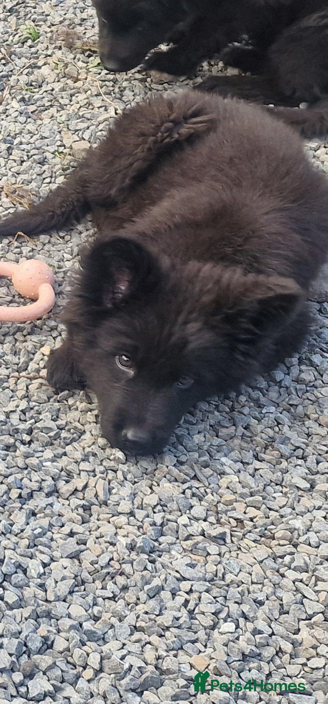German Shepherd dogs for sale: German Shepherd pups  - Image 15