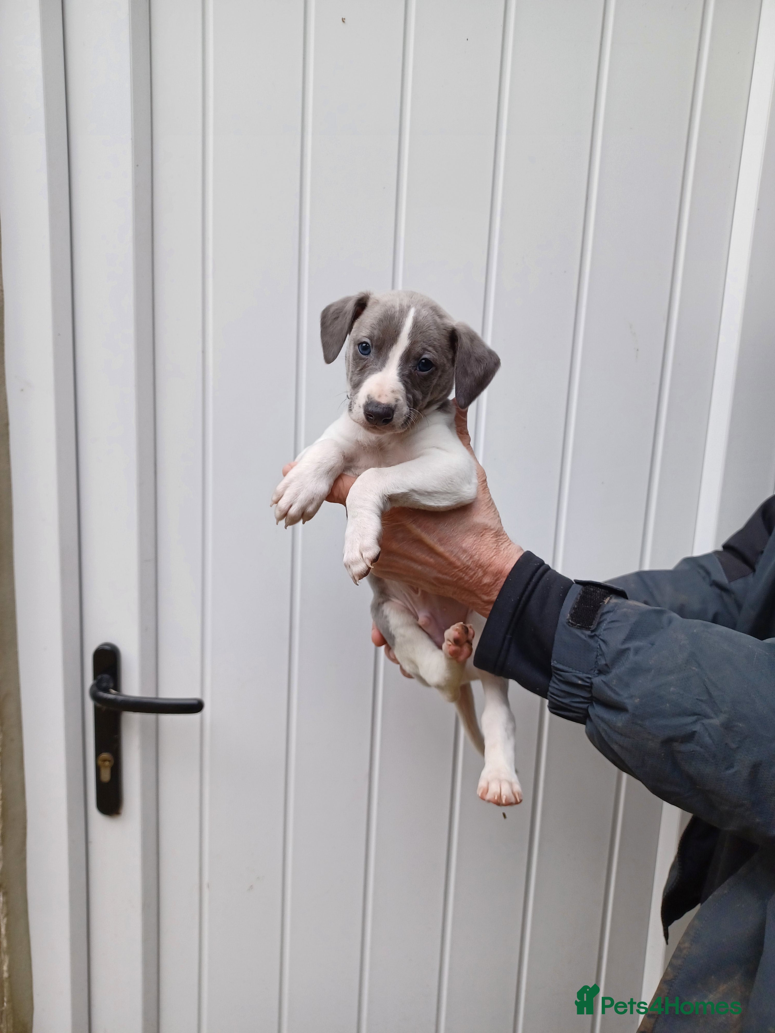 Whippet dogs Beautiful Pedigree Pups - Advert 12