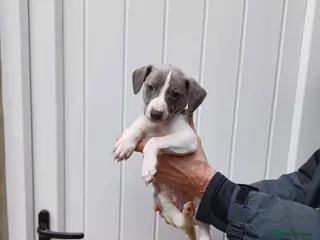 Whippet dogs Beautiful Pedigree Pups - Advert 12
