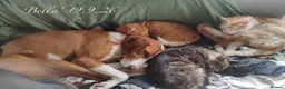 Mixed Breed dogs for adoption: Bella, 5 years approx. Available for adoption. in Brixham - Advert 15