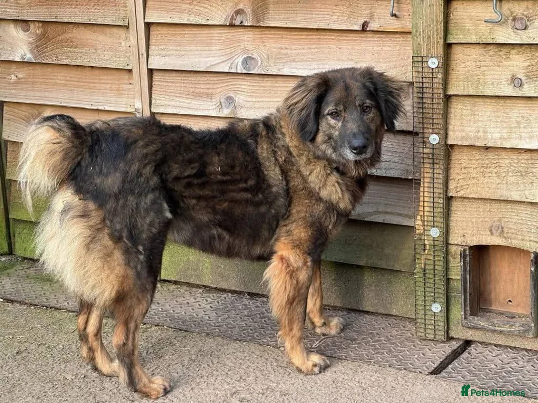 Mixed Breed dogs for adoption: Meet Lucky, currently residing in Cheshire  in Nantwich - Advert 2