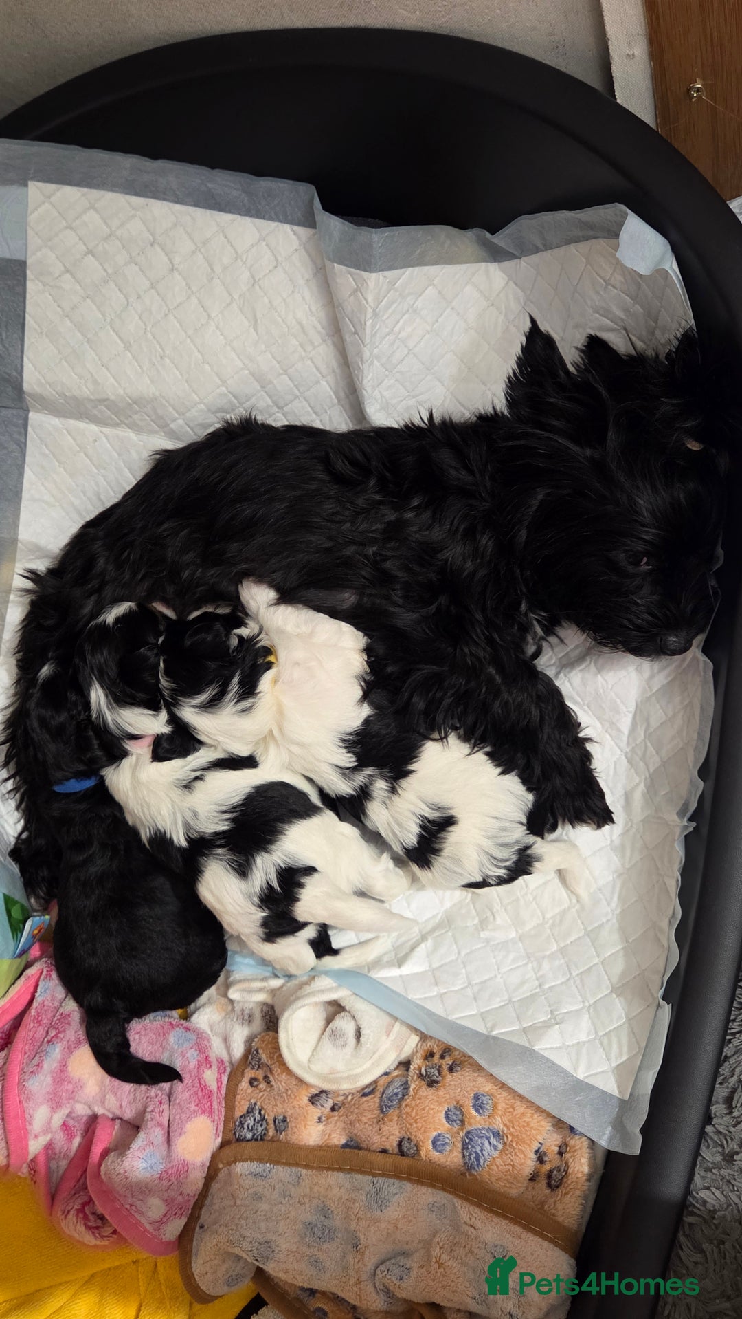 Biewer Terrier dogs for sale: Biewer Yorkshire Terrier  - Image 10