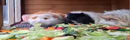 Guinea Pig rodents for sale: Small animal boarding services  - Advert 16