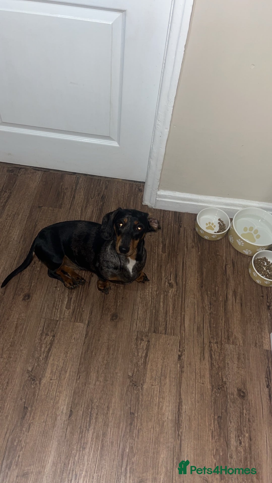 Miniature Dachshund dogs for sale: Mini Dachshund - Advert 4