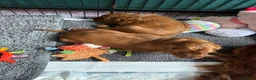Irish Setter dogs for sale: Irish Setter Puppy - Advert 16