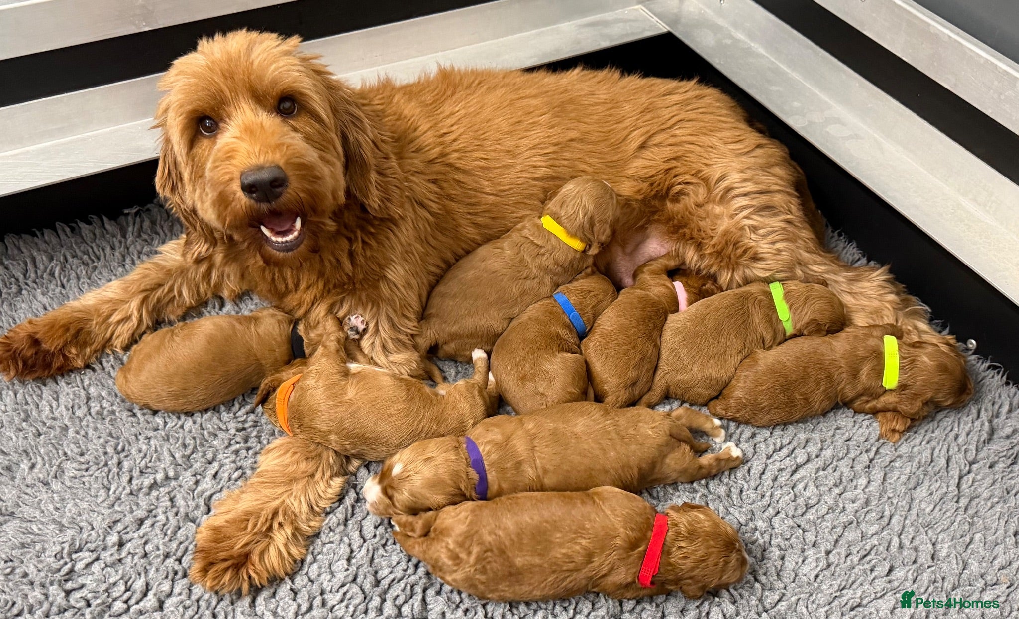 Australian Labradoodle dogs Stunning Australian labradoodle Pups  - Advert 1