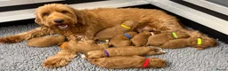 Australian Labradoodle dogs for sale: Stunning Australian labradoodle Pups  - Advert 1