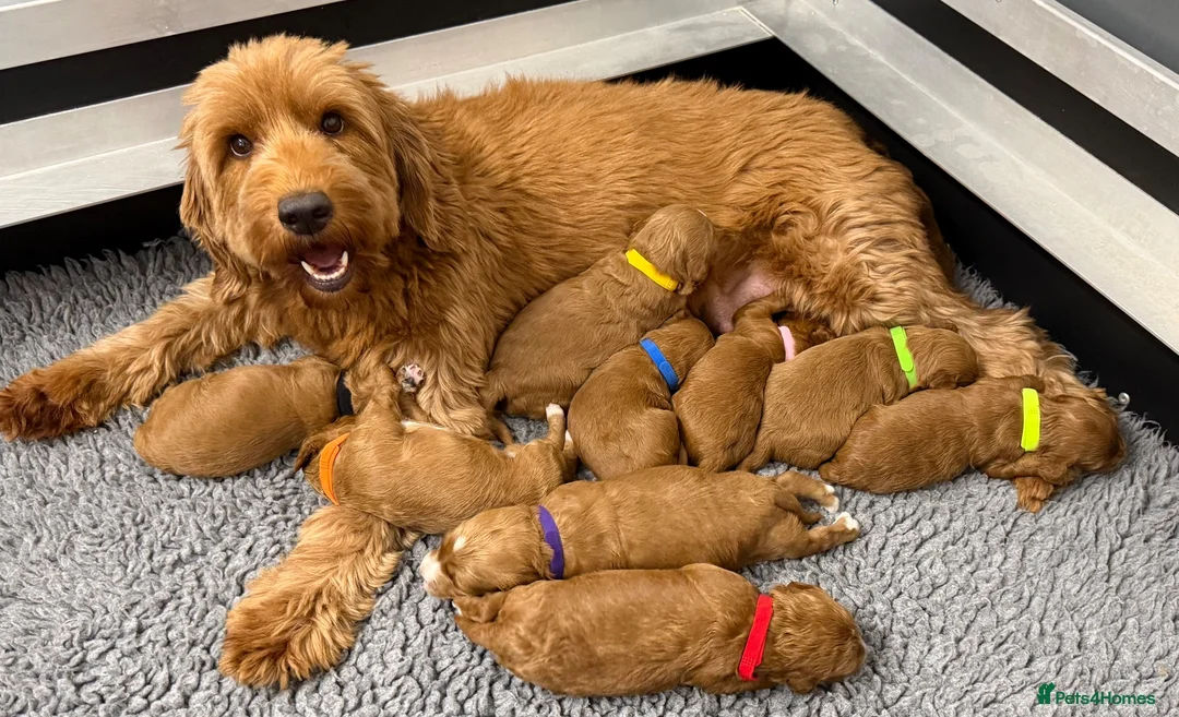 Australian Labradoodle dogs for sale: Stunning Australian labradoodle Pups  - Advert 1