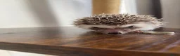 Pygmy Hedgehog rodents for sale: Ready now - Female Pygmy Hedgehog - Advert 11