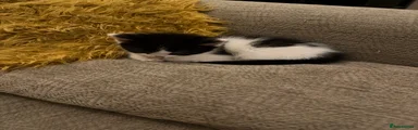 Mixed Breed 2