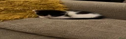 Mixed Breed cats for sale: 2 male kittens - Advert 2