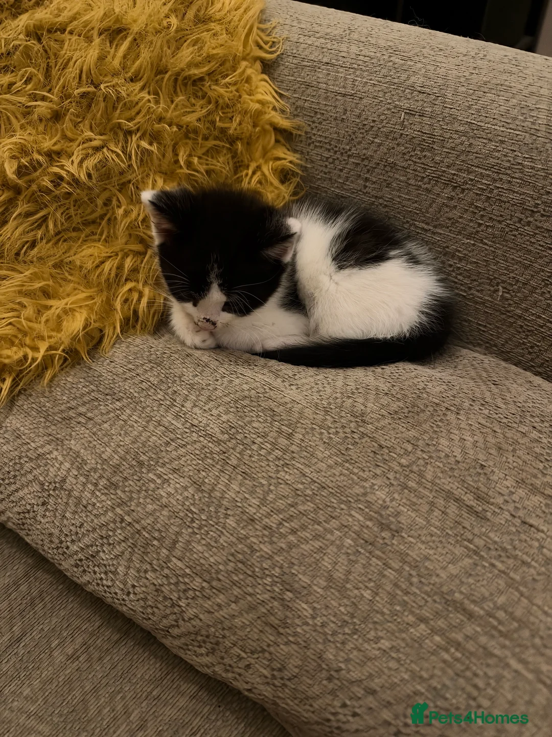 Mixed Breed cats for sale: 2 male kittens - Advert 2