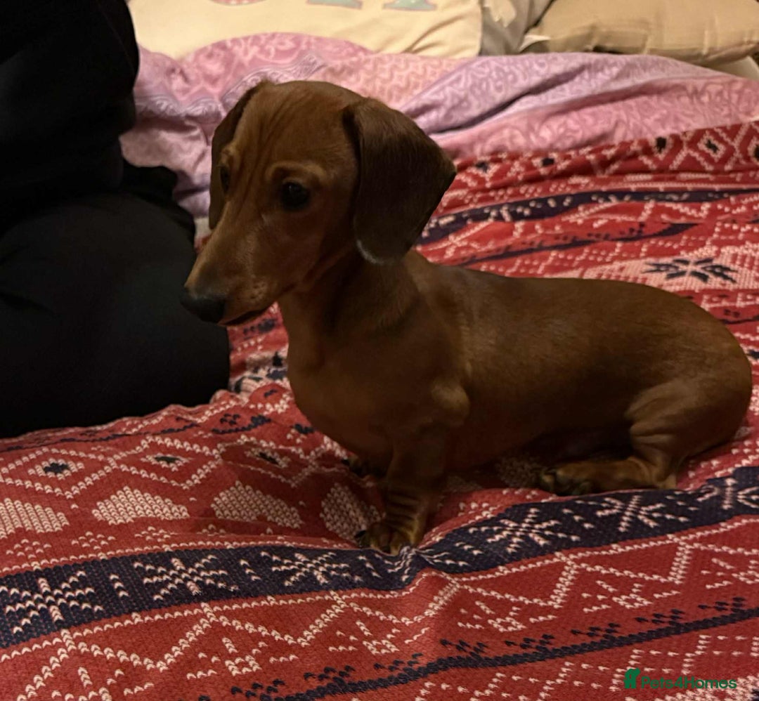 Miniature Dachshund dogs for sale: Miniature dachshund  - Image 5