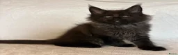 Maine Coon cats for sale: READY NOW🐾STUNNING GCCF REGISTERED MC KITTENS🐾 - Advert 23