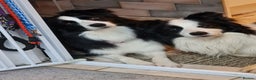 Border Collie dogs for stud: Borderlair Tip for the Top (Tip) - Advert 1
