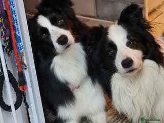 Border Collie dogs for stud: Borderlair Tip for the Top (Tip) - Advert 1