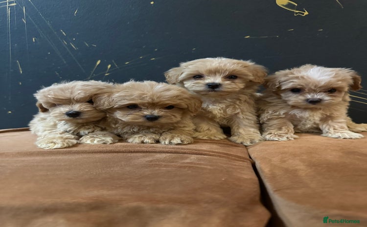 Maltipoo dogs - Advert 1